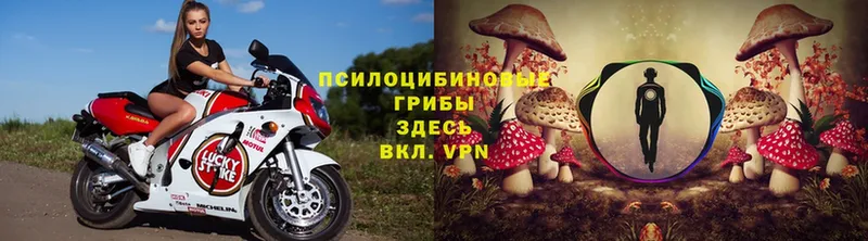 Псилоцибиновые грибы Psilocybe  Гаджиево 